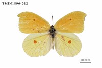 藏品(圓翅鉤粉蝶)的圖片